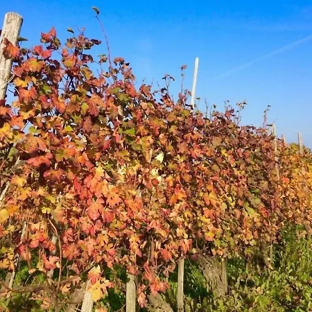 Panoramic On The Hills Of The Langhe Among The Vineyards Large Swimming Pool Βίλα Farigliano